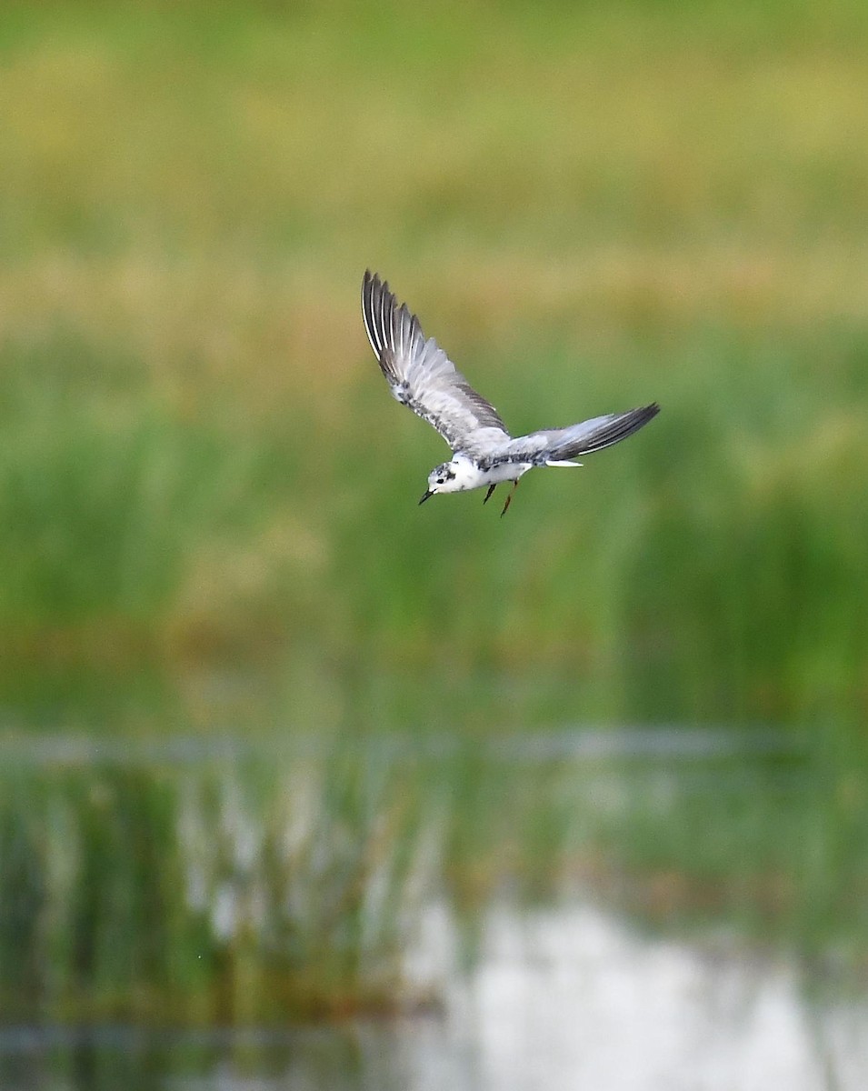 Whiskered Tern - ML384093321