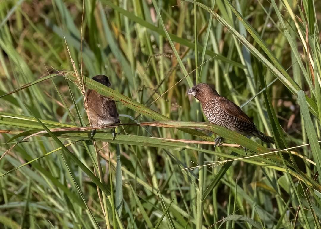 Scaly-breasted Munia - ML384094881