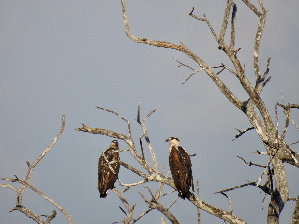 African Fish-Eagle - ML384095701