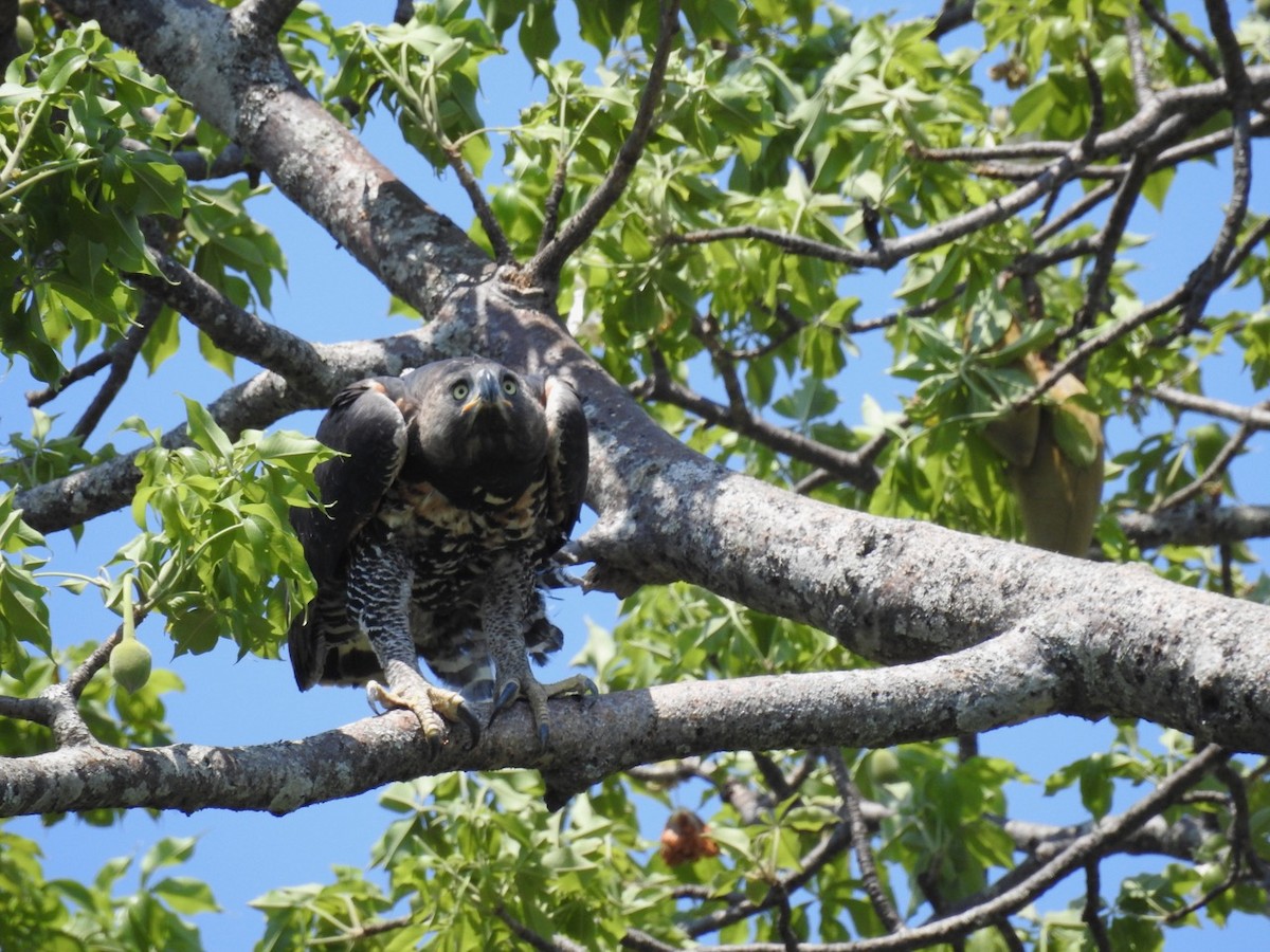 Crowned Eagle - ML384096641