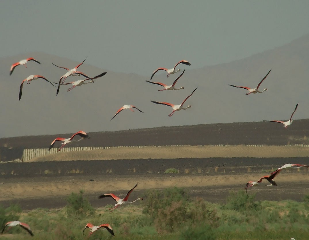 Greater Flamingo - ML384096901