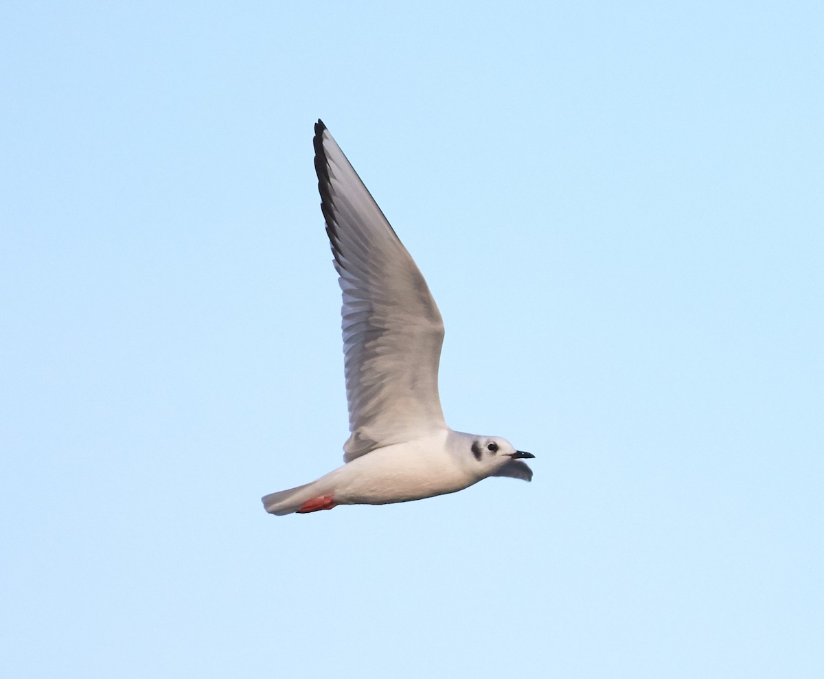 Gaviota de Bonaparte - ML38409701