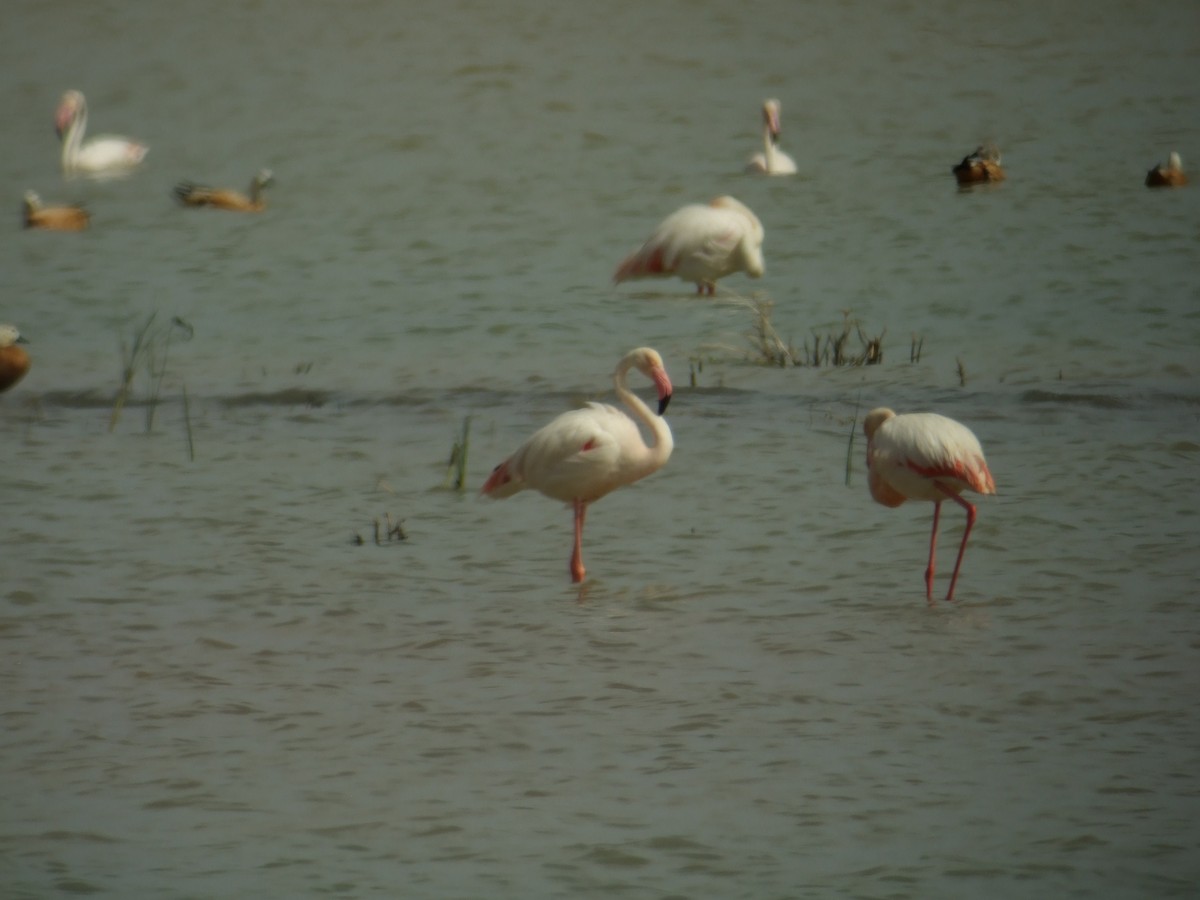 Greater Flamingo - ML384097041