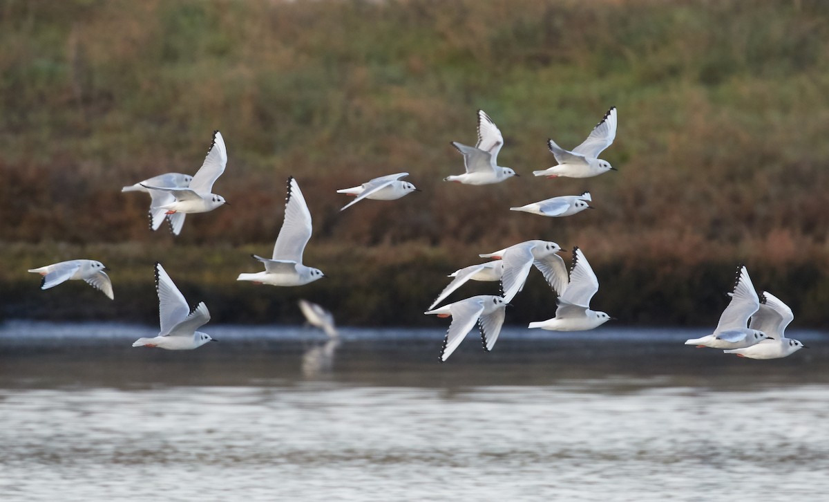 Bonaparte's Gull - ML38409721