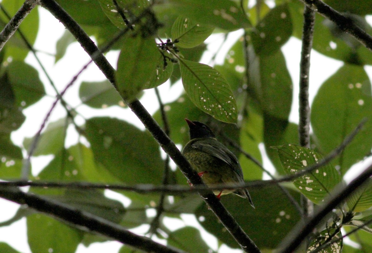 Green-and-black Fruiteater (Green-and-black) - Jay McGowan