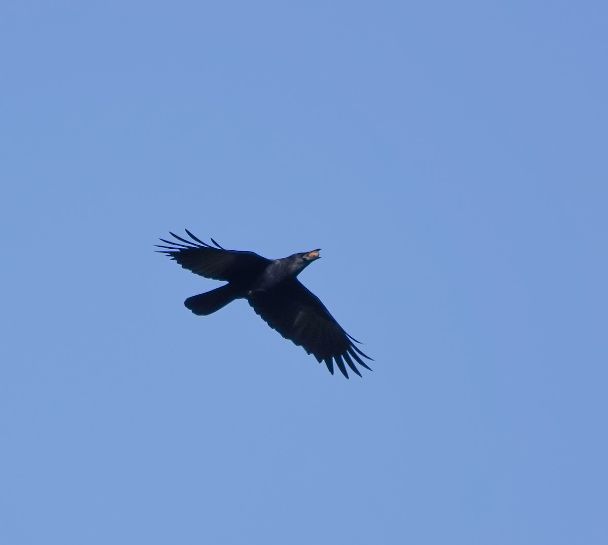 American Crow - ML384098541