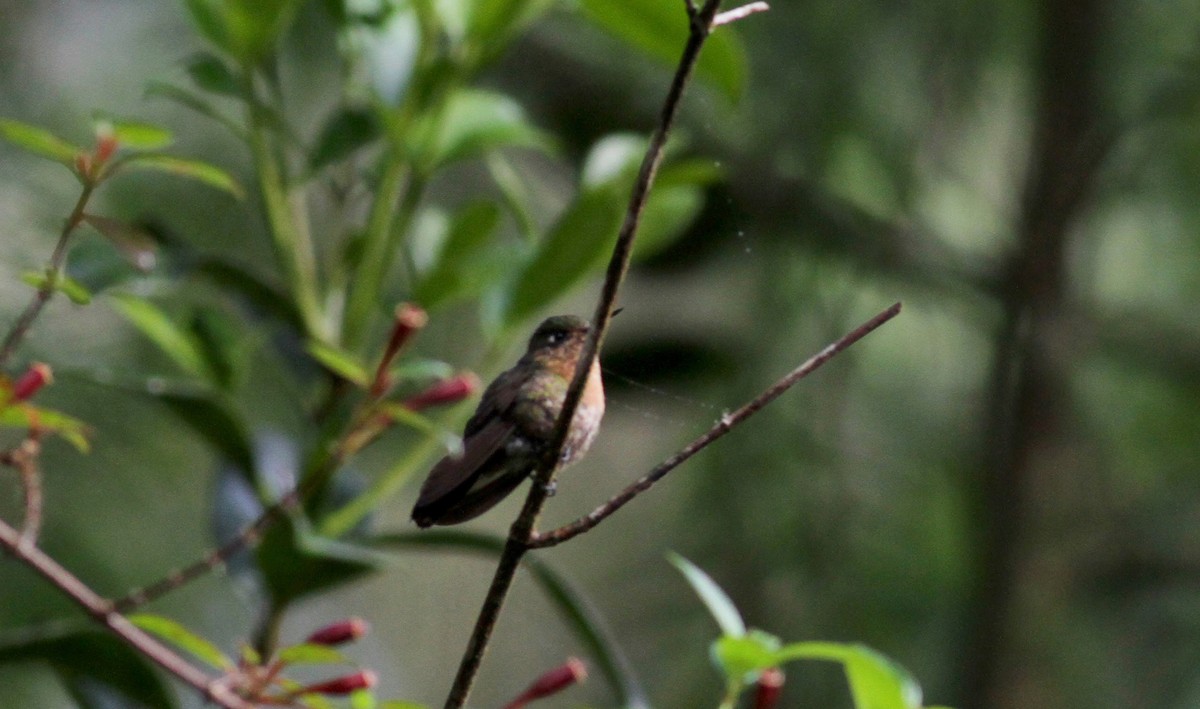 kolibřík dřišťálový (ssp. chloropogon) - ML38409901