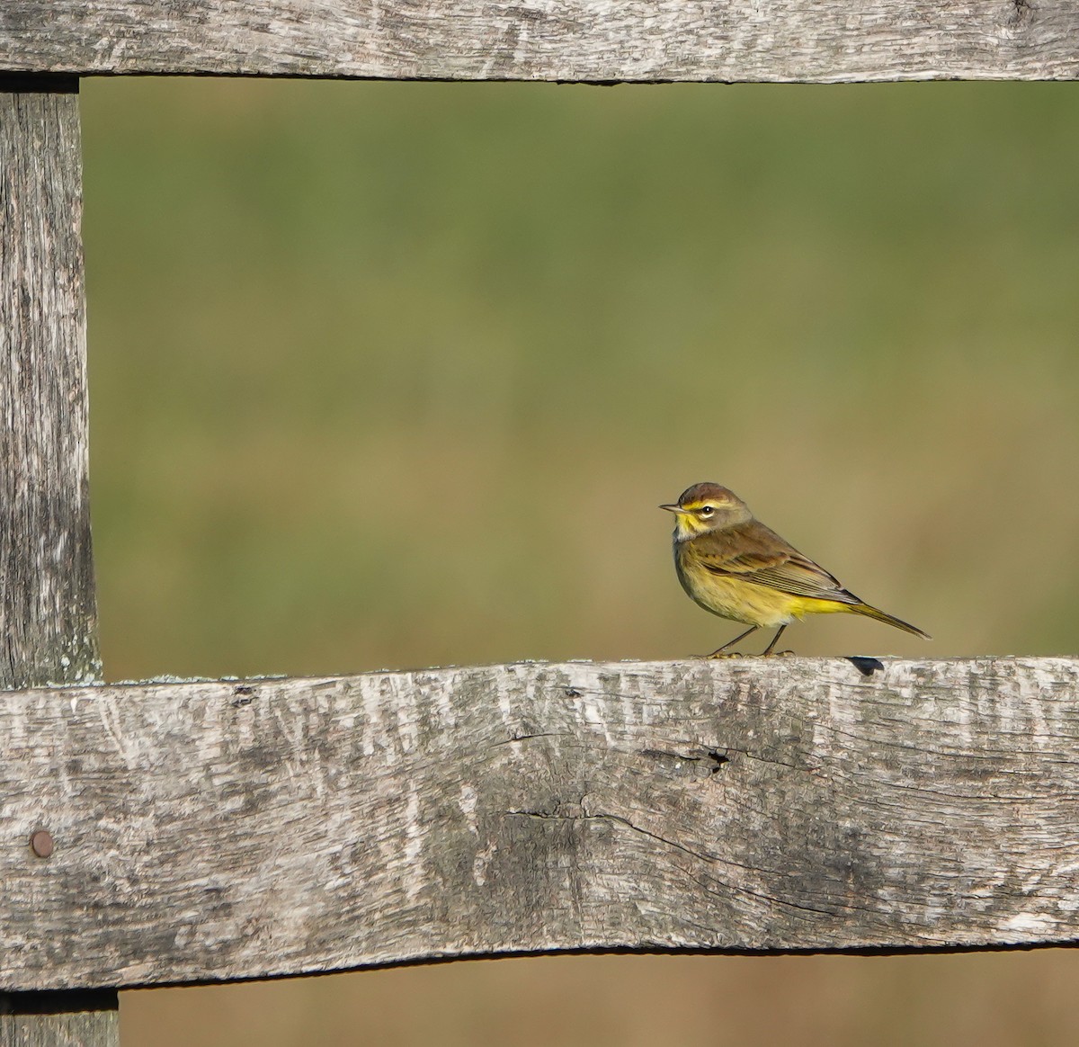 Palm Warbler - ML384099051