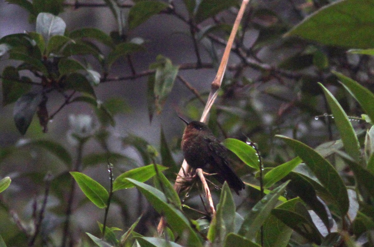 kolibřík dřišťálový (ssp. chloropogon) - ML38409931