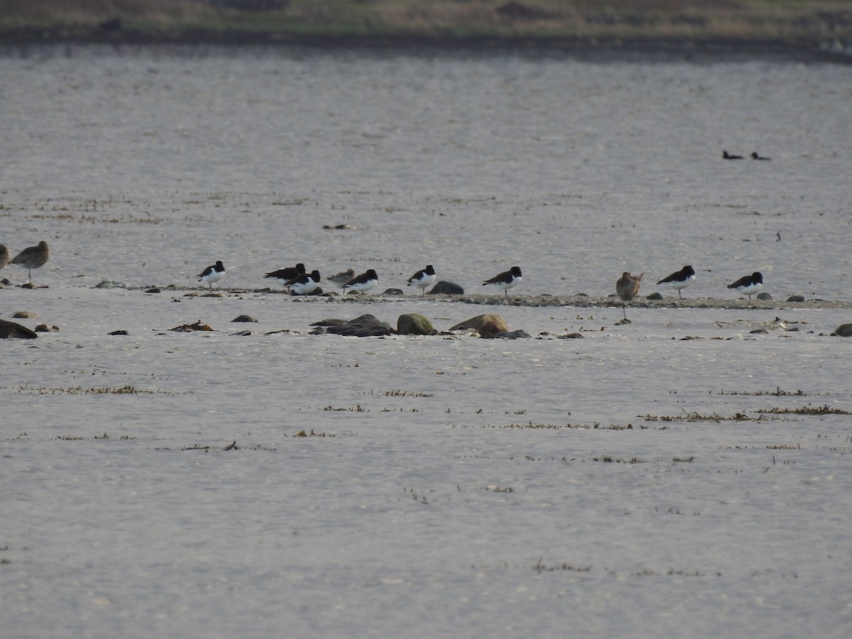 Eurasian Oystercatcher - ML384099631