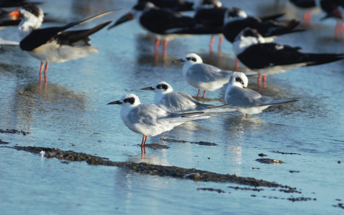 Forster's Tern - ML38410001