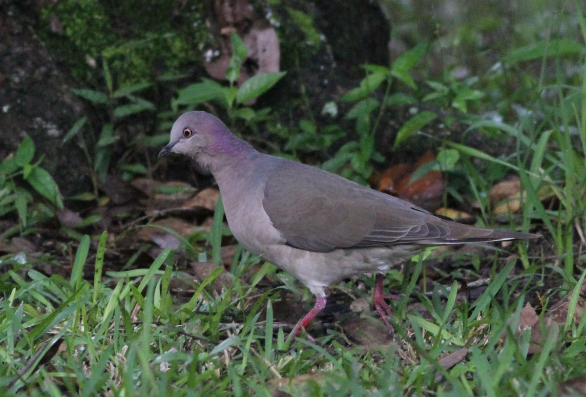 White-tipped Dove - John Garrett