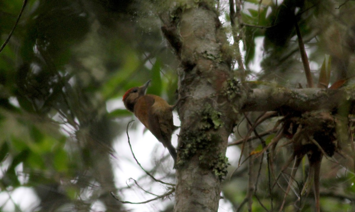 Smoky-brown Woodpecker - ML38410351