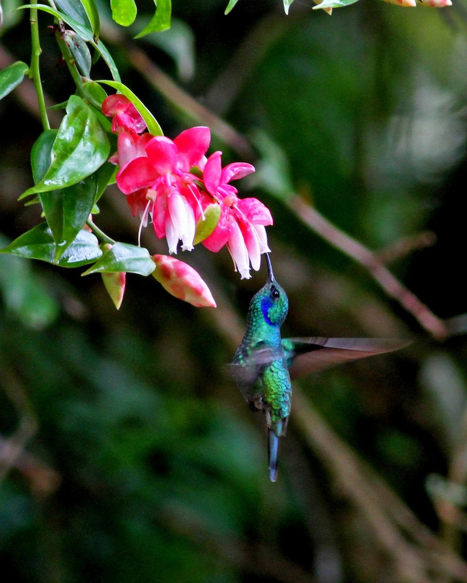 kolibřík modrouchý (ssp. cyanotus/crissalis) - ML38410431