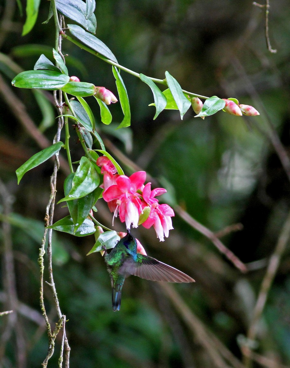 kolibřík modrouchý (ssp. cyanotus/crissalis) - ML38410441