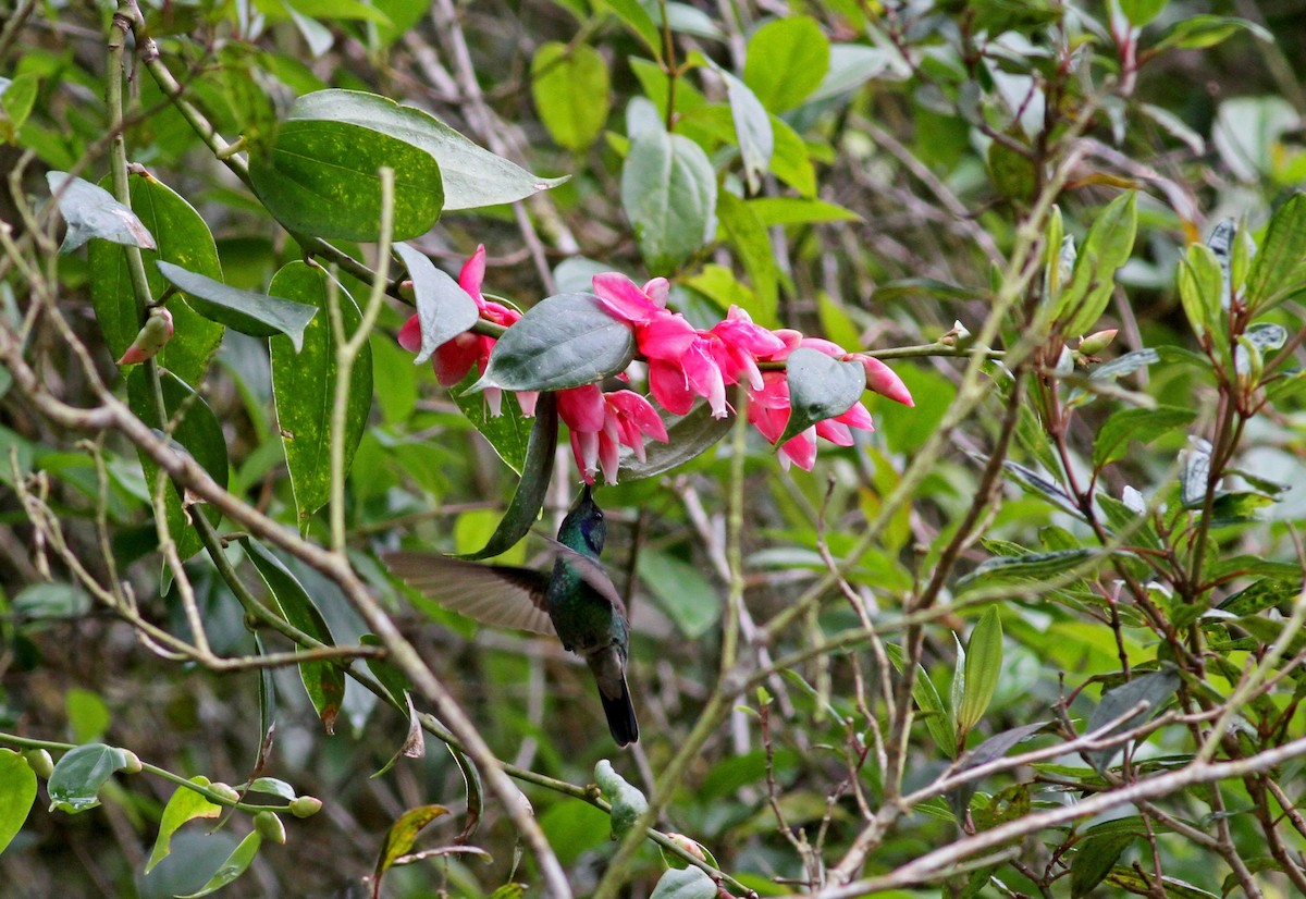 kolibřík modrouchý (ssp. cyanotus/crissalis) - ML38410471