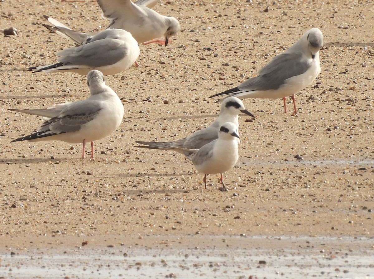 Forster's Tern - ML384104811