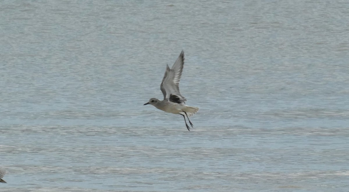 Black-bellied Plover - ML384106051