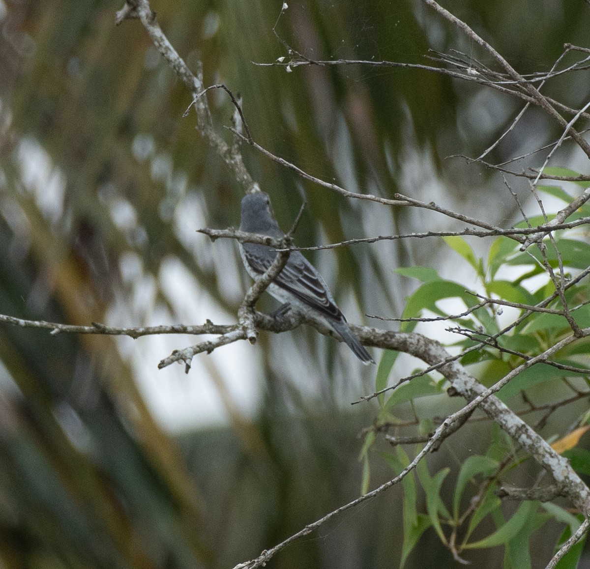 Black-headed Cuckooshrike - ML384106191