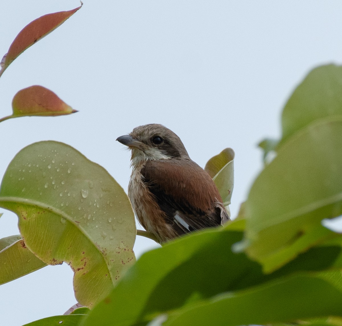 Bay-backed Shrike - ML384106231