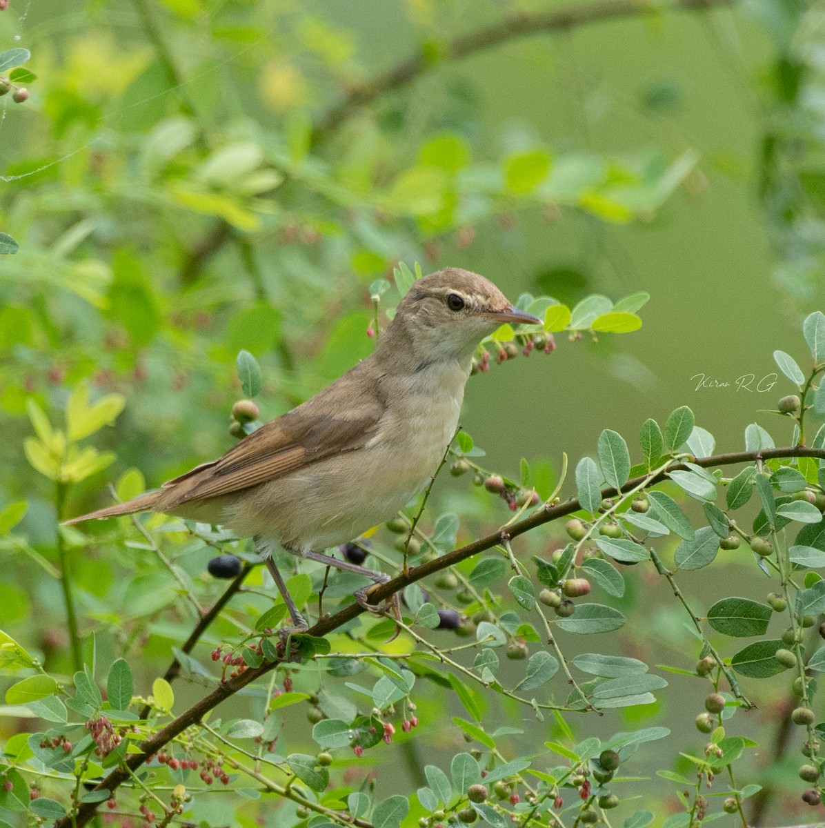 old world warbler sp. - ML384106491