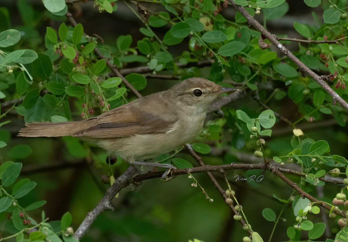 old world warbler sp. - ML384106511