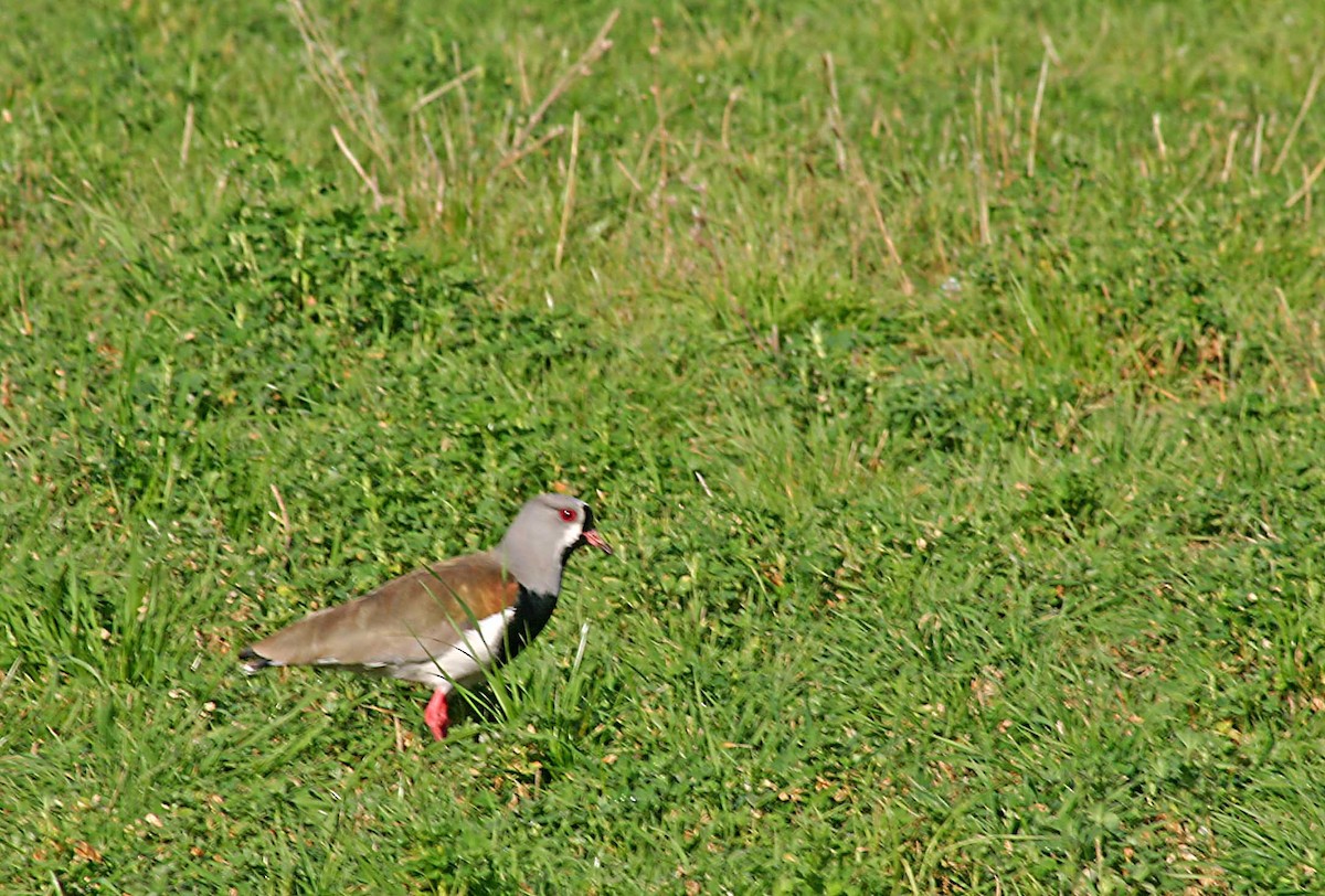 Southern Lapwing - Ricardo Santamaria