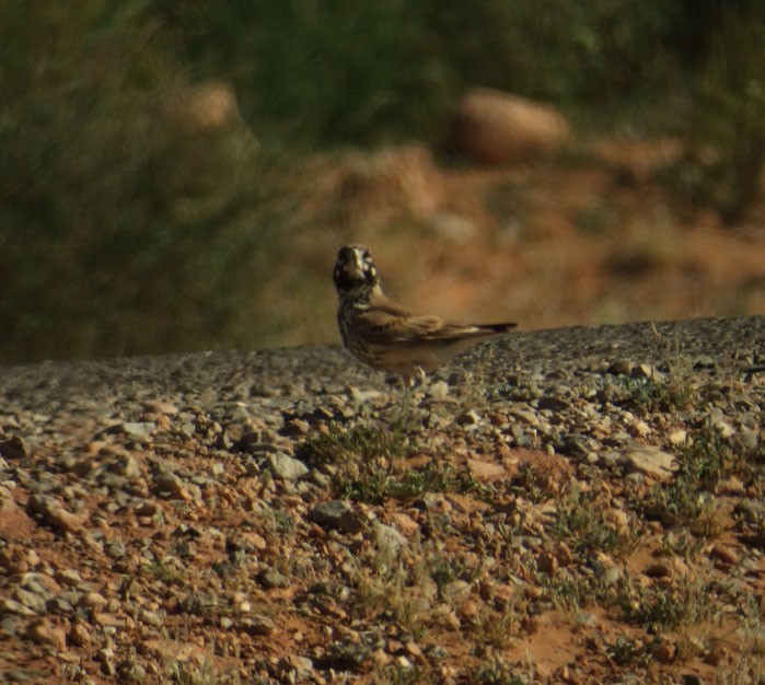 Thick-billed Lark - ML384109711