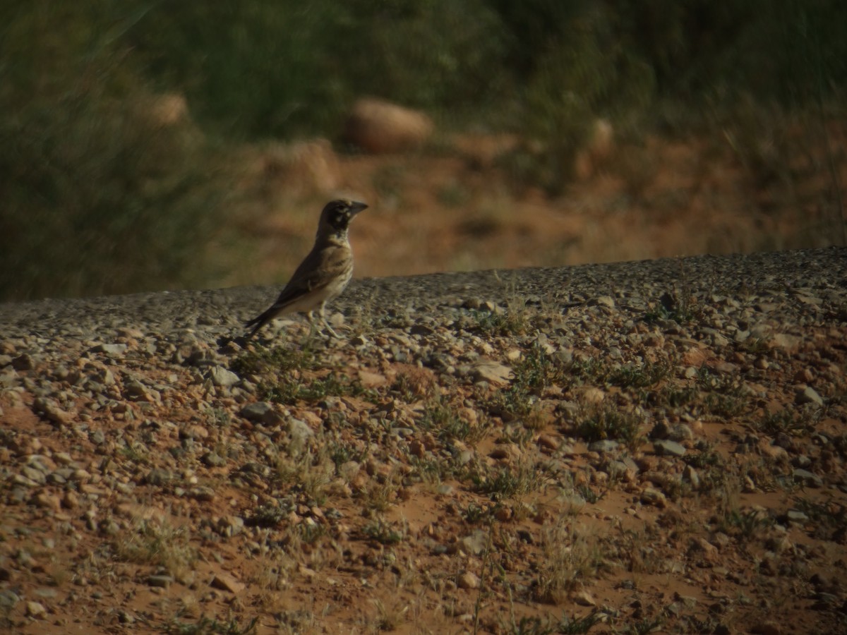 Thick-billed Lark - ML384109961