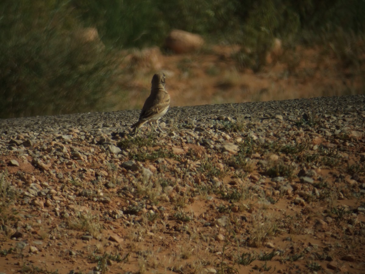 Thick-billed Lark - ML384109971