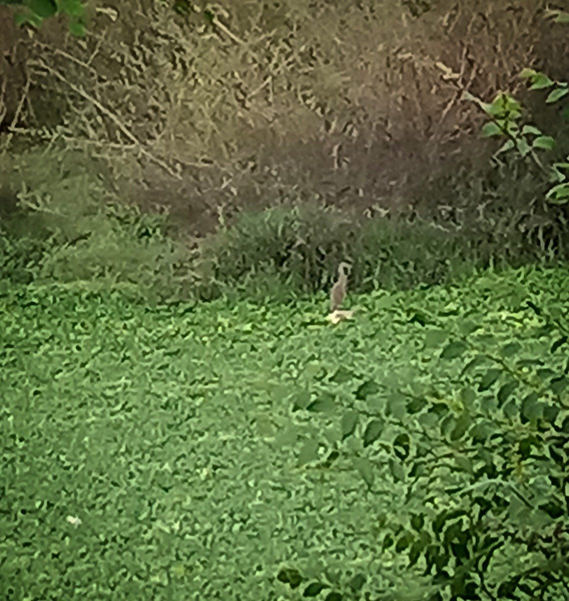 Indian Pond-Heron - ML384110401