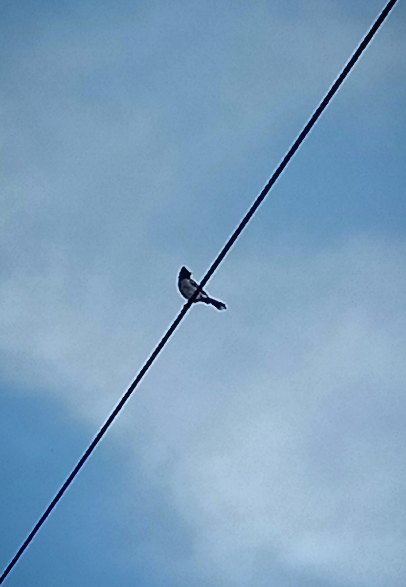 Red-vented Bulbul - ML384110911