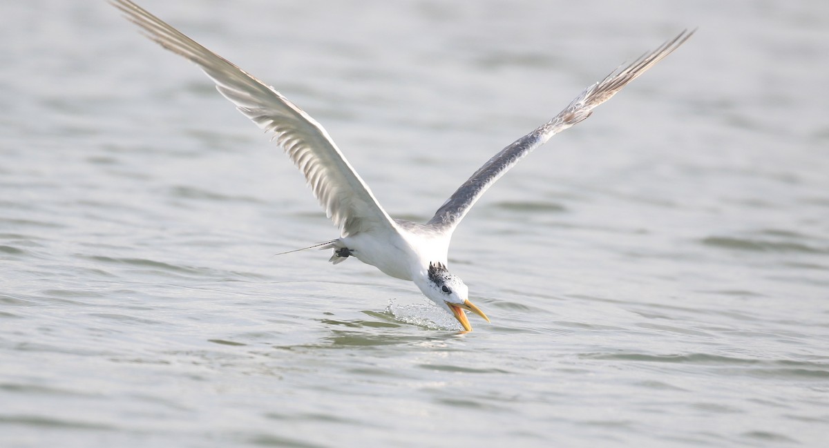 Great Crested Tern - ML384111431
