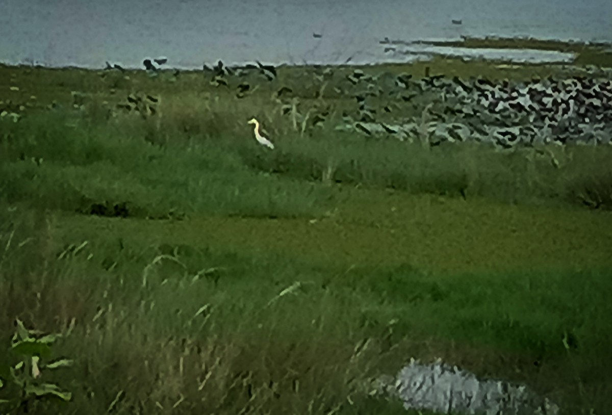 Great Egret - ML384111961