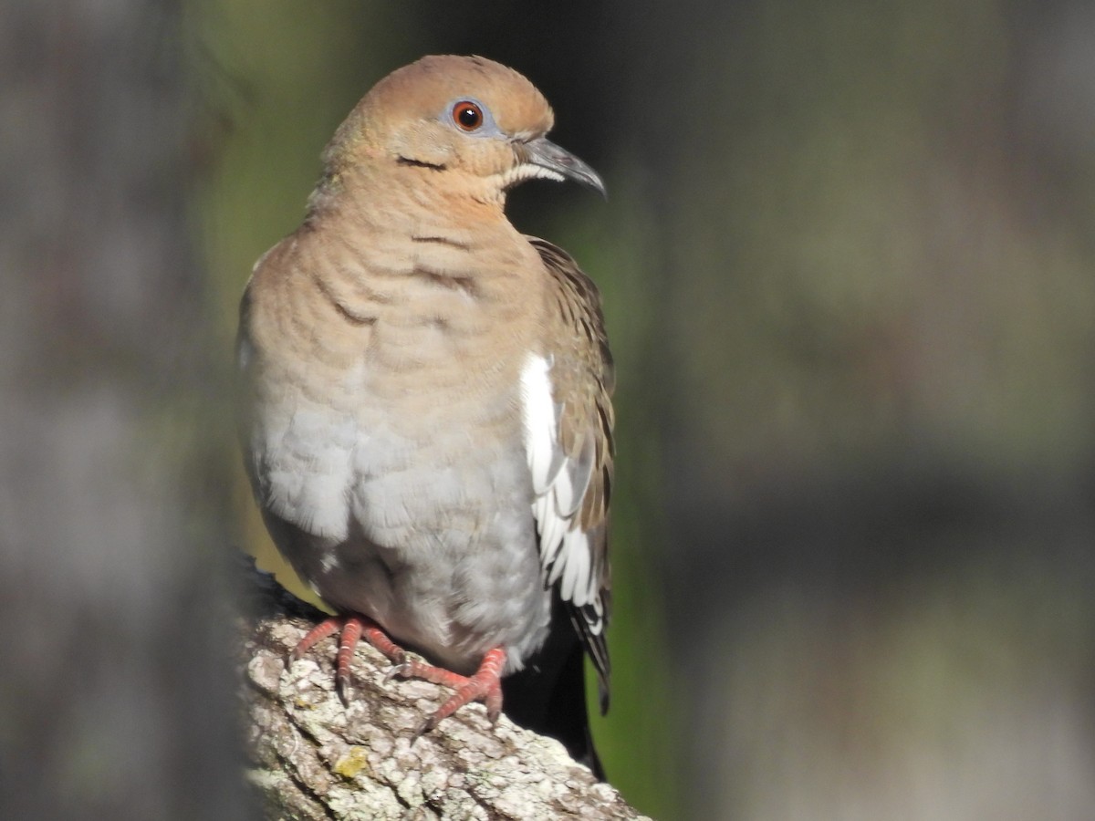 White-winged Dove - Jim Anderton