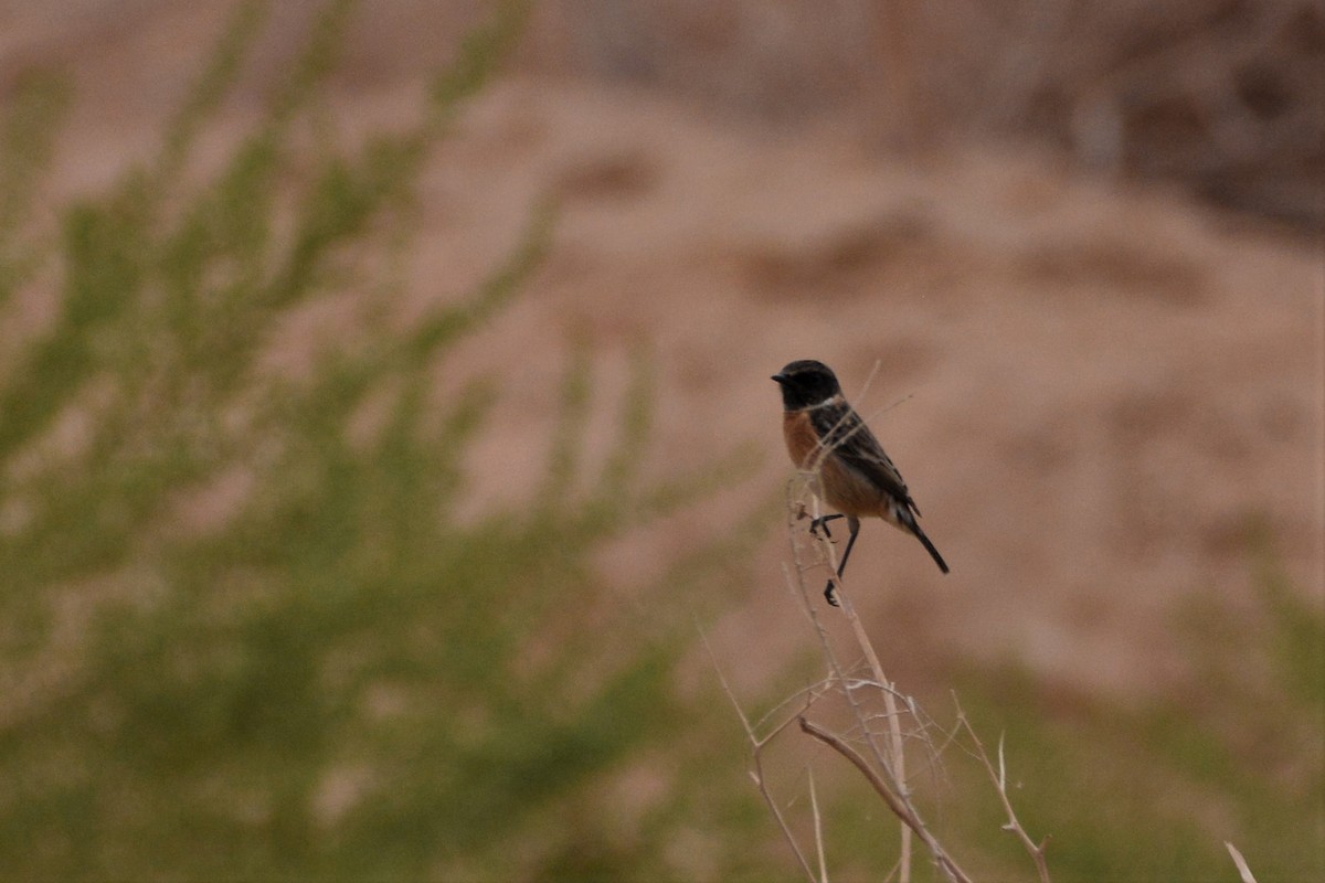 European Stonechat - ML384115001