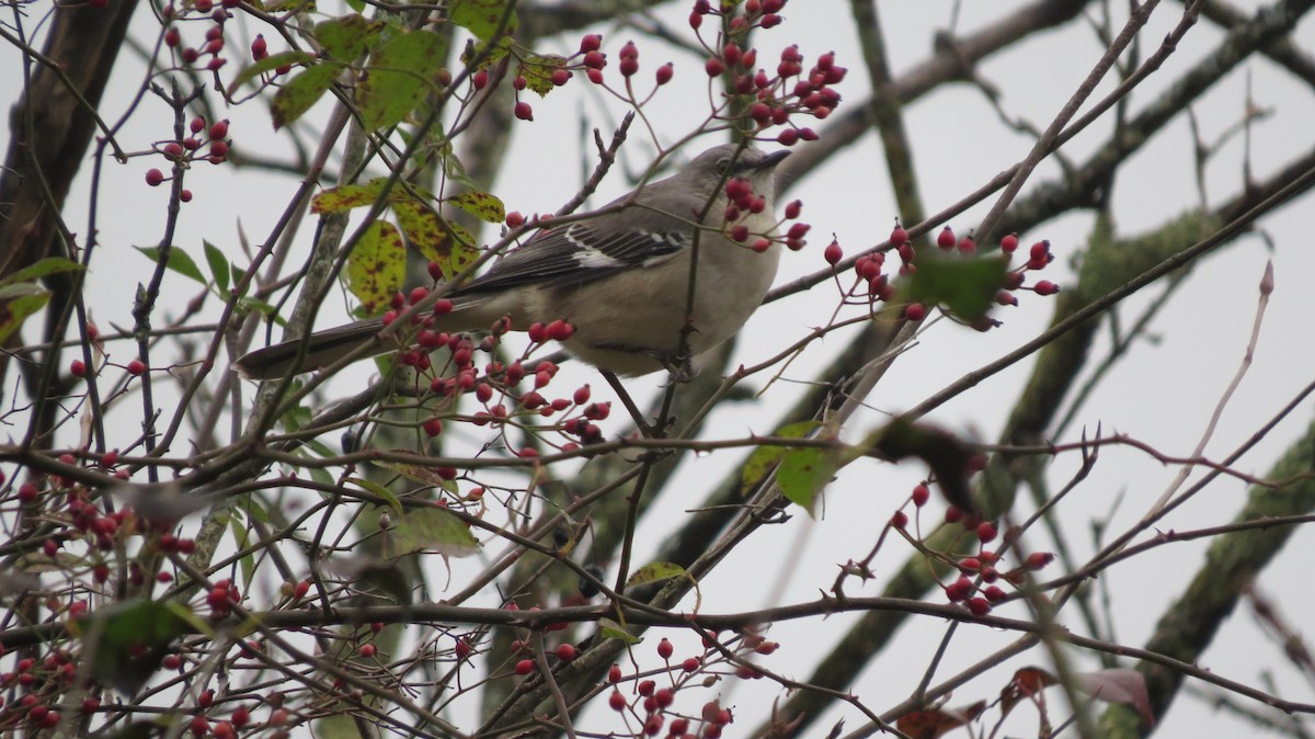 Northern Mockingbird - ML384115101