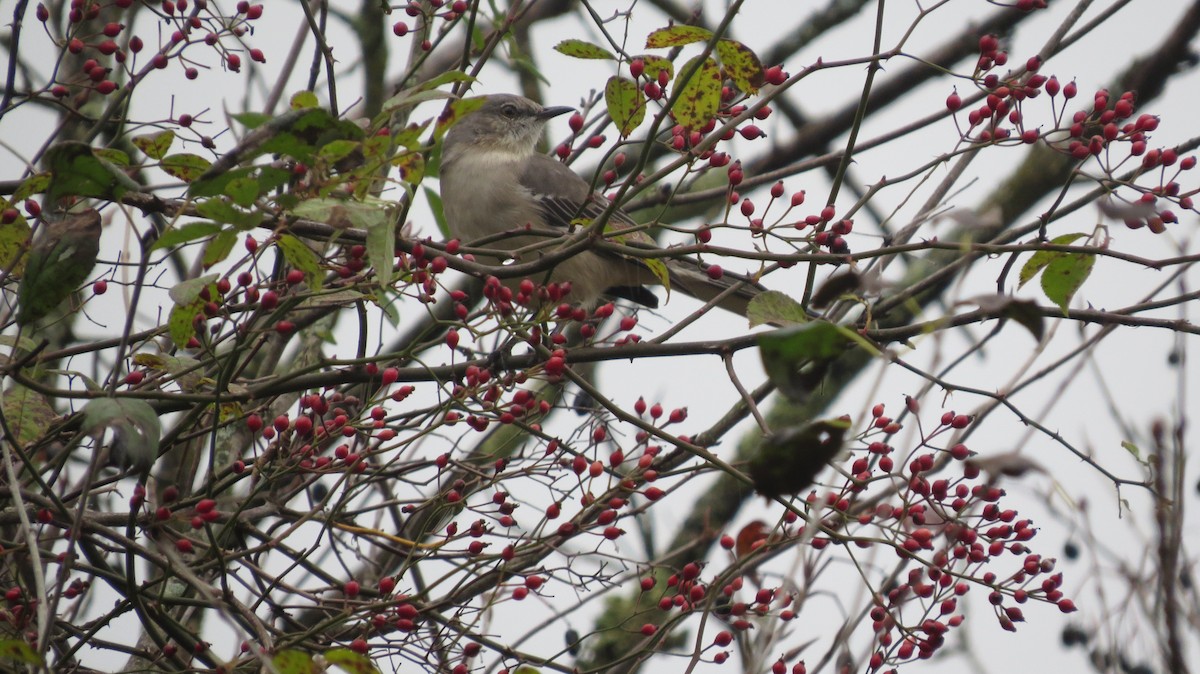 Northern Mockingbird - ML384115121