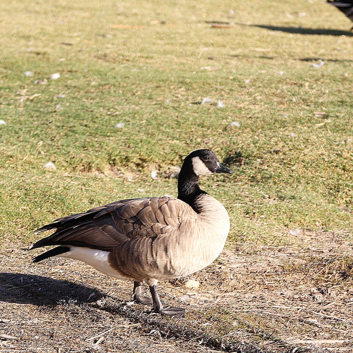 Canada Goose - ML384117181