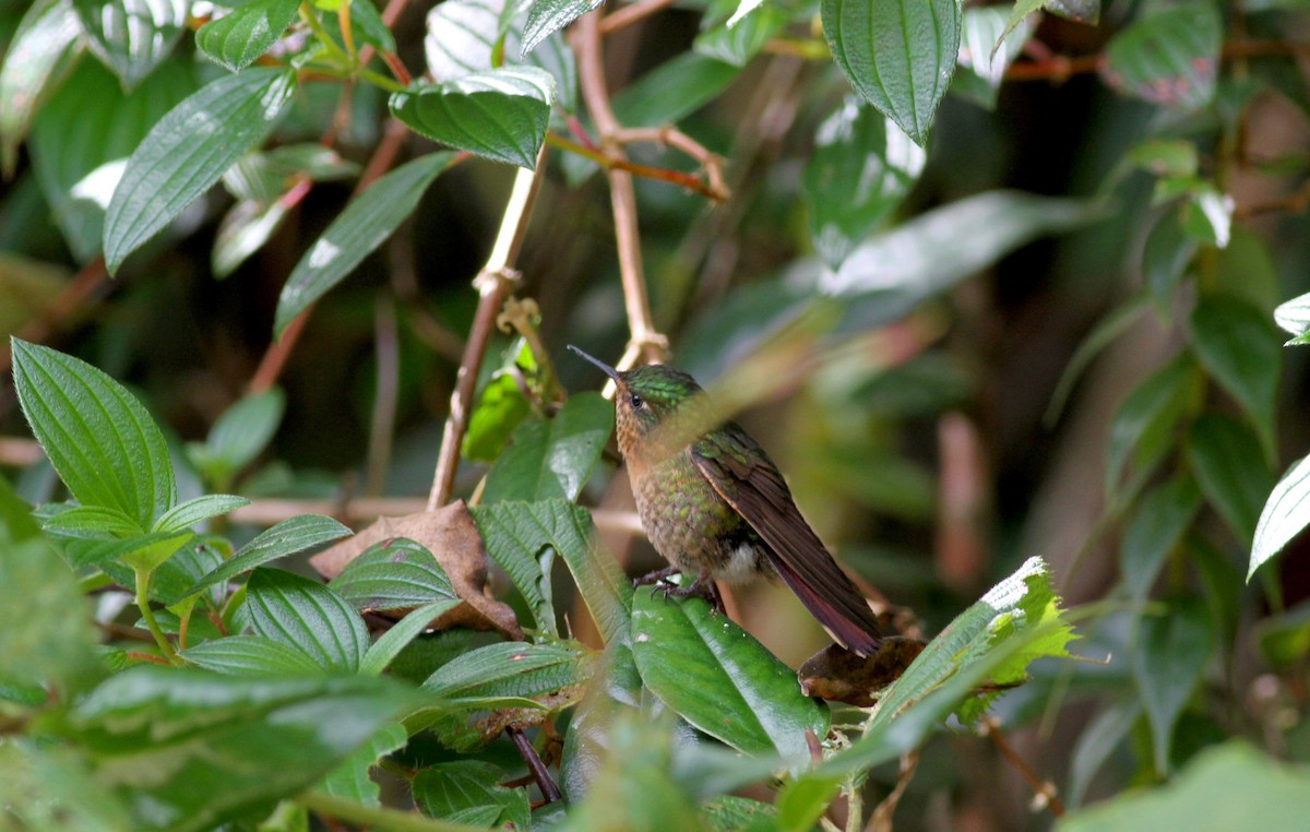 kolibřík dřišťálový (ssp. chloropogon) - ML38411801