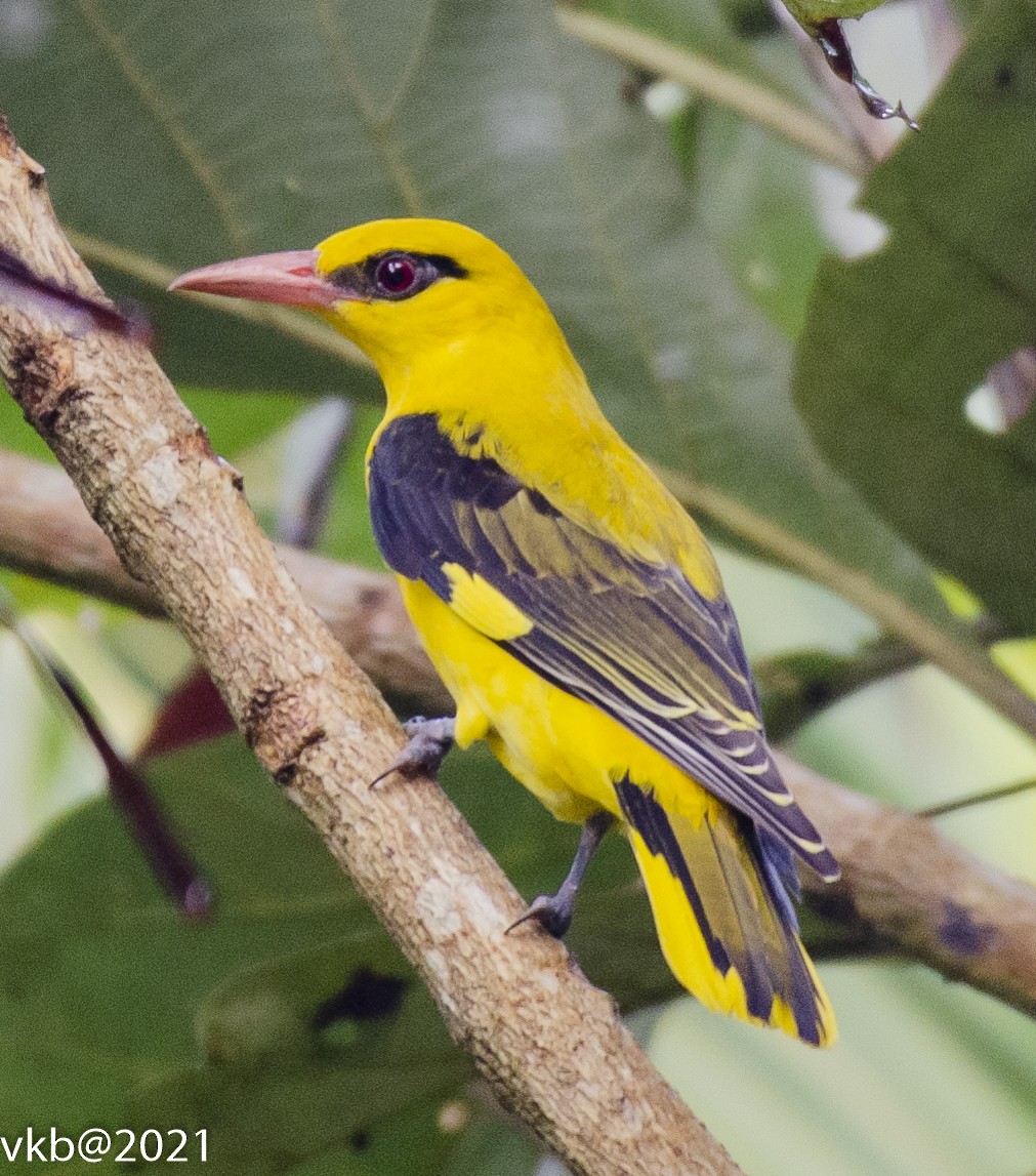 Indian Golden Oriole - ML384118081