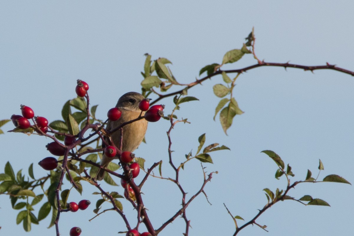 European Stonechat - ML384119641