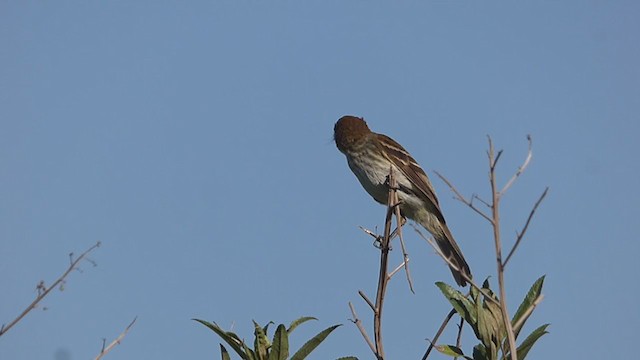 Bran-colored Flycatcher - ML384123311