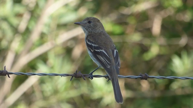 Bran-colored Flycatcher - ML384123331