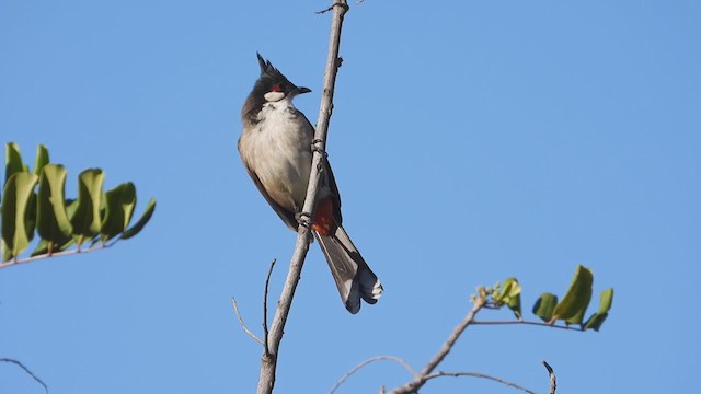 Red-whiskered Bulbul - ML384124241