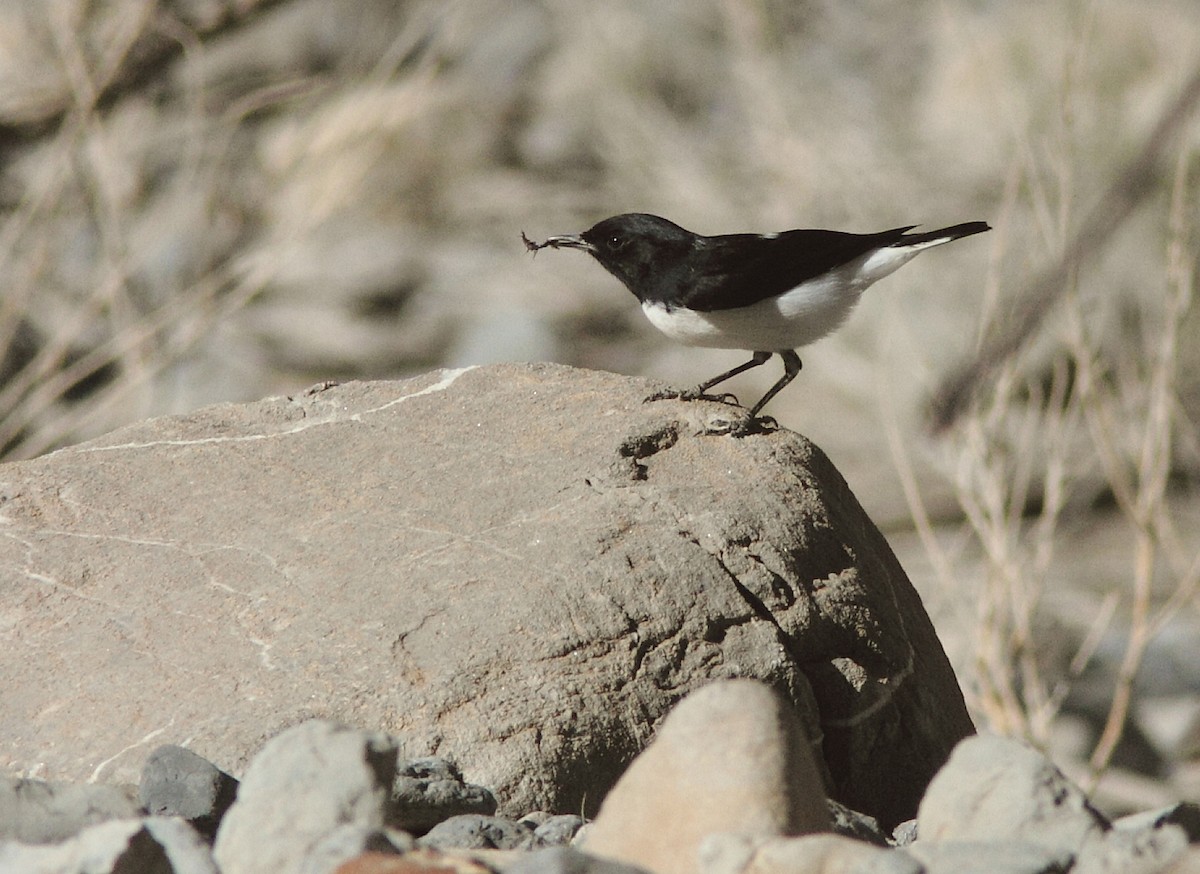 Hume's Wheatear - William Price