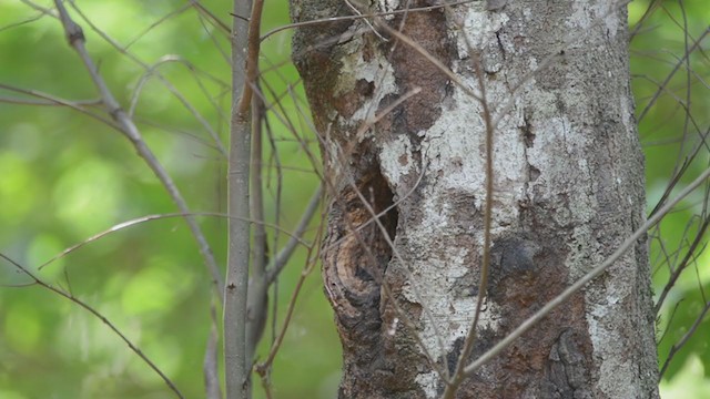 Blond-crested Woodpecker - ML384125121