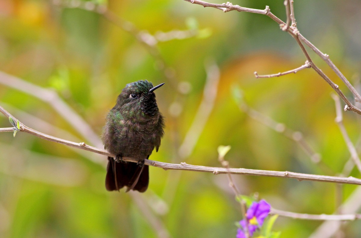 kolibřík dřišťálový (ssp. chloropogon) - ML38412551