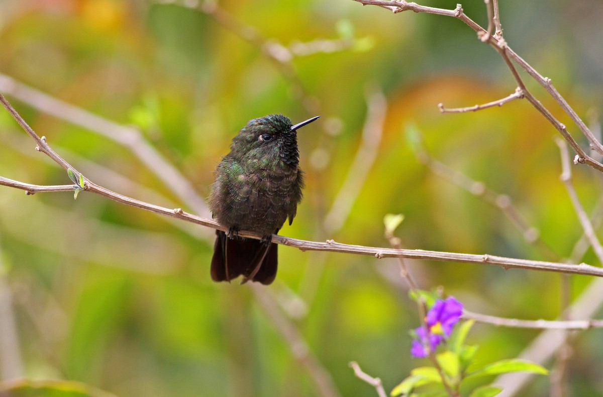 kolibřík dřišťálový (ssp. chloropogon) - ML38412581