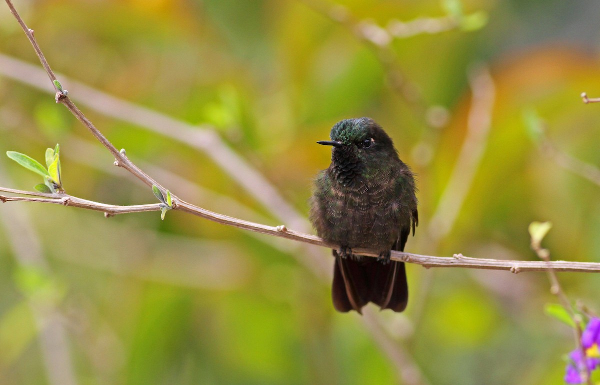 kolibřík dřišťálový (ssp. chloropogon) - ML38412591